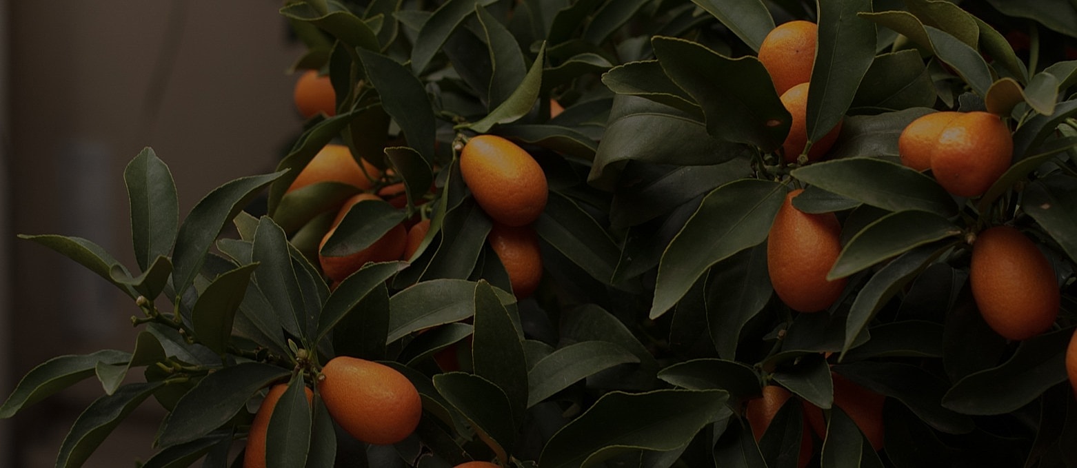 Ripe kumquats on lush green branches.