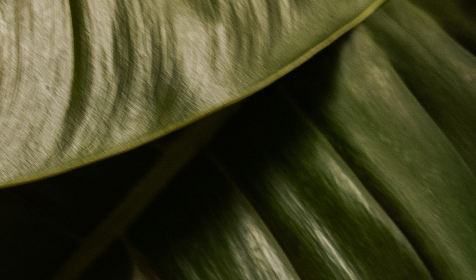 Close-up of green leaves with textured surfaces.